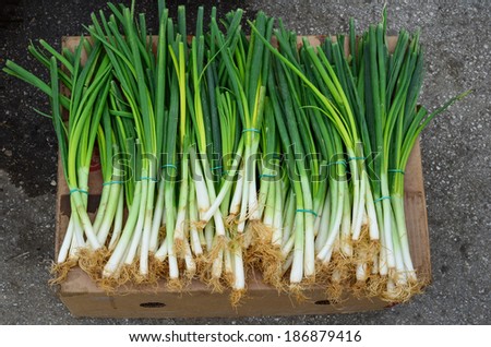A neat row of spring onions bundled with blue elastic, lined up on a cardboard box ready for sale at the wholesale market