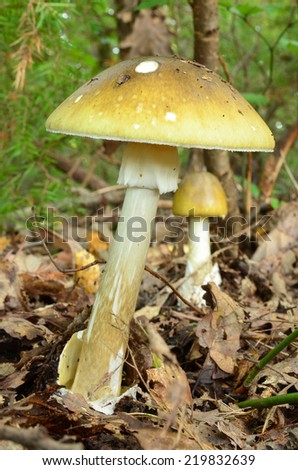 One almost fully developed sample of Death cap or Amanita Phalloides in foreground and younger sample in background