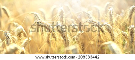 ears of the cereal crop