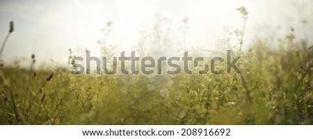 grass on the meadow in summer day