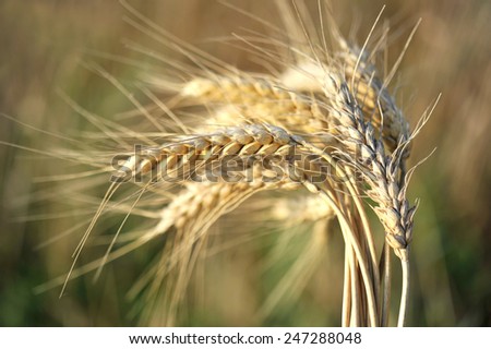 cereal crop in the sun