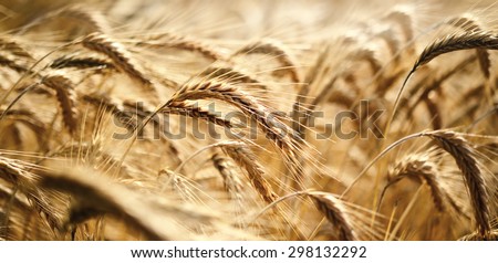 cereal crop in the sun