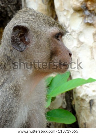 Monkey face side view with green leaves