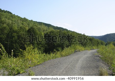 Dense wood. Wood road. Thicket of Russian dense wood.