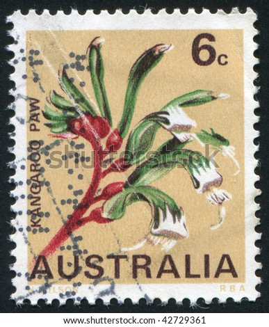AUSTRALIA - CIRCA 1968: The plant is called Kangaroo Paw Western, circa 1968.