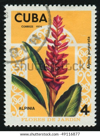 Stamp Printed By Cuba Shows Beautiful Tropical Flower Circa 1974