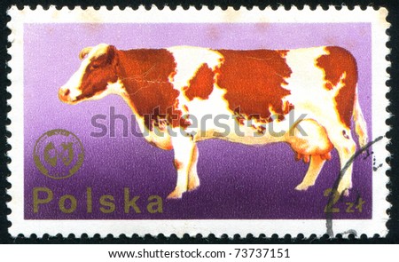 POLAND - CIRCA 1975: stamp printed in Poland, shows cow, circa 1975.
