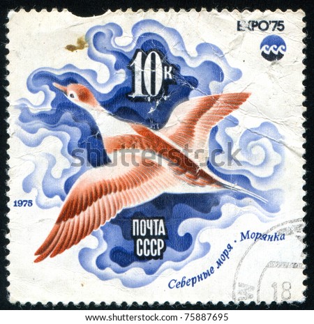 RUSSIA - CIRCA 1975: A stamp printed by Russia, shows Sea duck, circa 1975.