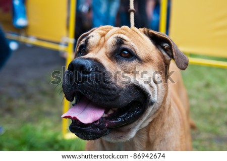 English Mastiff is a breed of large dog perhaps descended from the ancient Alaunt through the Pugnaces Britanniae.