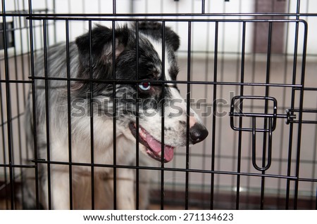 Sad stray dog in a cage. Shelter for dogs.