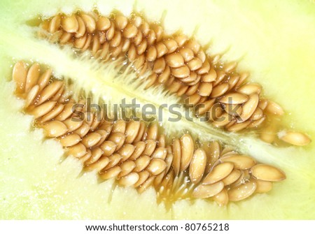 melon seed