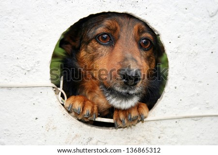 A sad dog stuck in animal shelter waiting for adoption