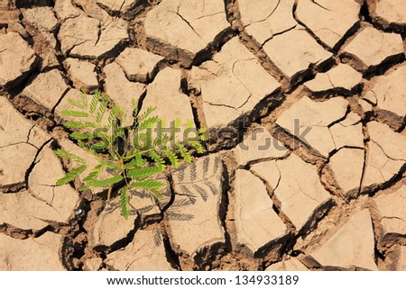 Plant in dried cracked mud,drought land so long waterless