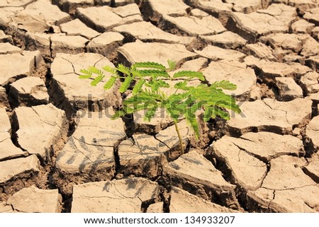 Plant in dried cracked mud,drought land so long waterless