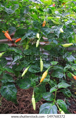 Green & red chili pepper on the plant