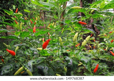 Green & red chili pepper on the plant