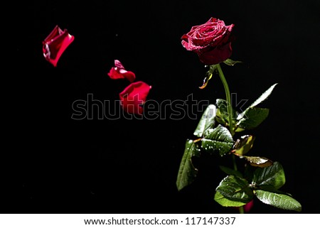 Flying rose petals