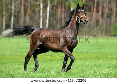 Horse running around the meadow