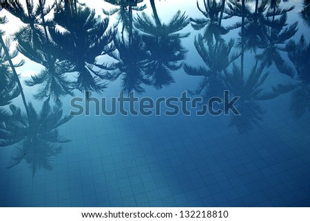 reflection of palms in the water