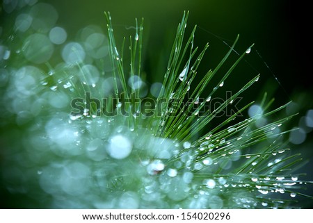 drops on pine needles