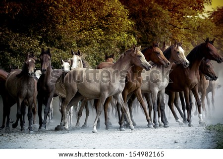 herd of horses running along a country road