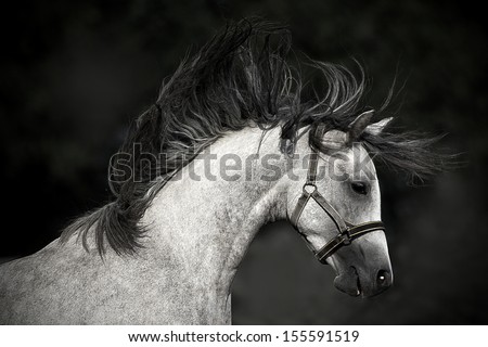 horse portrait on a dark background