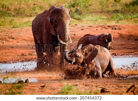 African elephants in mud hole