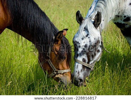 Two arabian horses heads