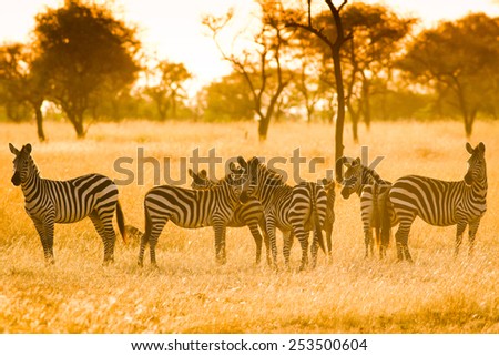 Zebras in the morning light