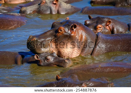 Hippo in water hole