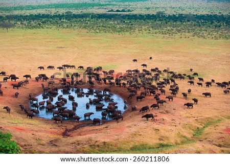 Herd of buffaloes in water hole