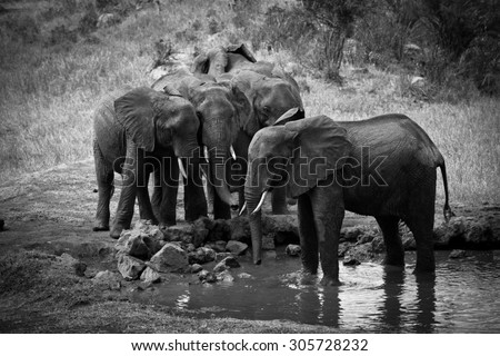 African elephants i n water hole in b&w style