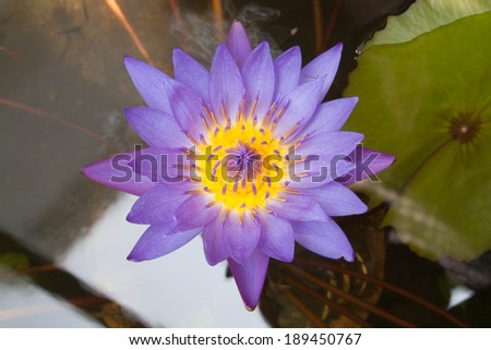 Purple lotus flower on the water