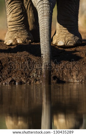 A young elephant stretches its trunk to reach the surface of the water for a much needed drink.