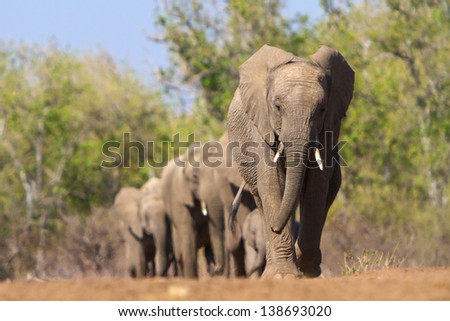 A Herd Of Elephants Approaches A Waterhole In Single File