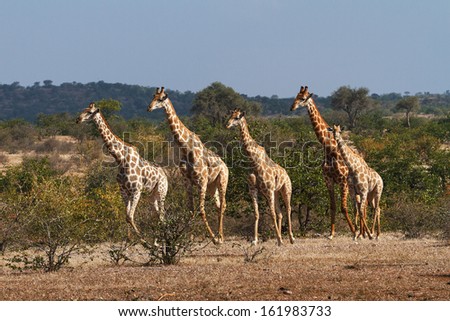 Giraffe single file
