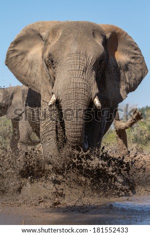 A bill African elephant bull splashes mud onto his body to cool down on a hot day in summer in Botswana