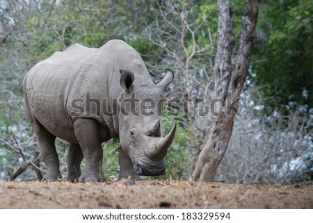 A white rhino rests in the shade. Rhinos are being heavily persecuted in South Africa by poachers for their horns which are literally worth more than their weight in gold.