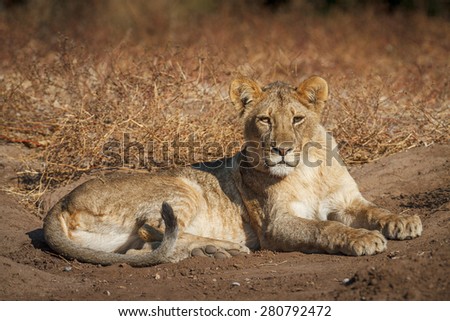 A large adult lioness stares into the camera as she lies down on the dry dusty earth at Mashatu Game Reserve in Botswana.