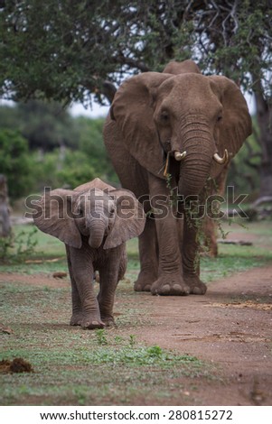 A baby African elephant walks ahead of it\'s mother as they move along an ancestral path in a game reserve in Botswana in Southern Africa.