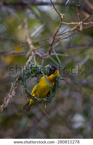 A village weaver builds his intricate nest and waits for a female to come along and inspect it. If she does not like it she will tear it to the ground and he must start again.
