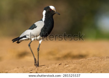 The black smith plover, renamed the black smith lapwing, is a common bird in Southern Africa