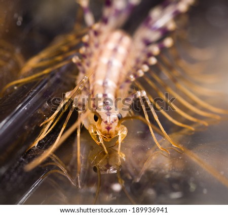 Colorful  Centipede looking for the Eat, Scary Predator.
