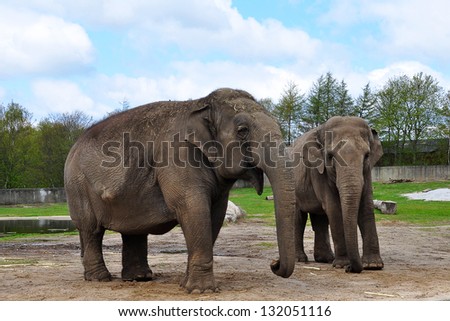 Couple of elephants in Givskud zoo, Denmark.