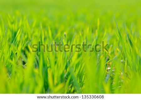 Image of fresh green grass background, spring nature.