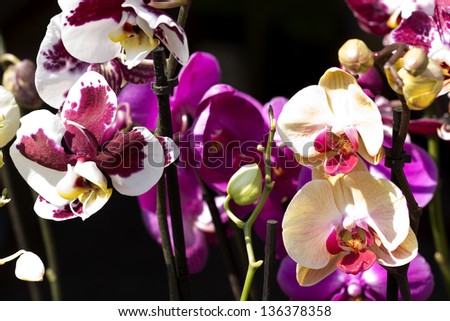 The white,pink and purple orchids at the black background