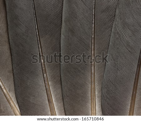 Gray pigeon feathers close up