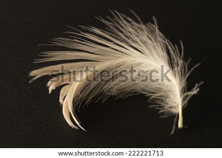 Single white feather on a black background