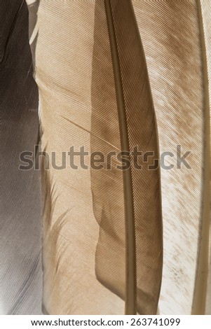 Transparent pigeon feathers close up