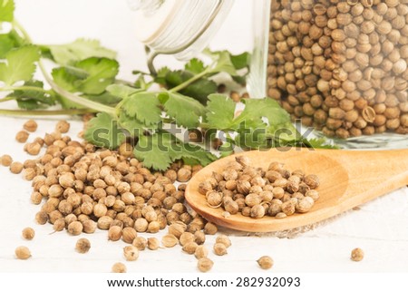 Coriander seeds and the fresh coriander on a wooden spoon